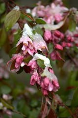 apple blossoms in snow