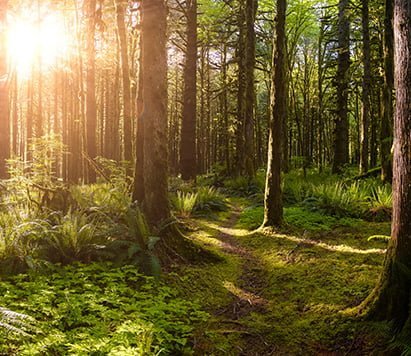 Canadian rain forest. beautiful view of fresh green trees in the woods with moss.