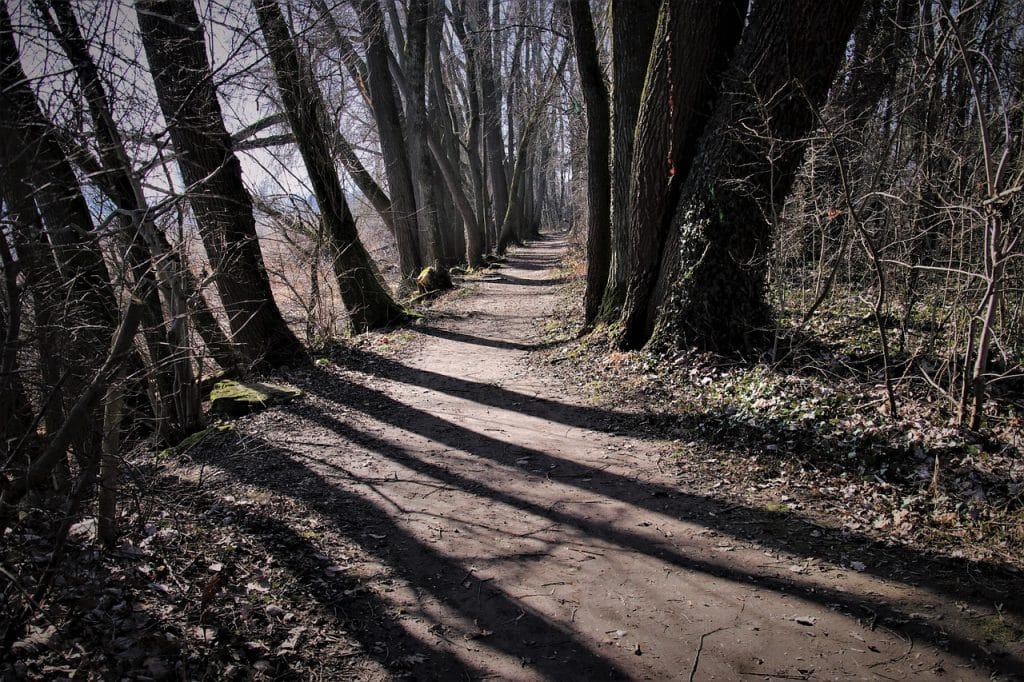 the path of the forest, walk, long shadow, early spring, in the morning, dark, tribe, morning, gęstwina, from, trees, march, black forest, tree trunks, bare trees, colorless